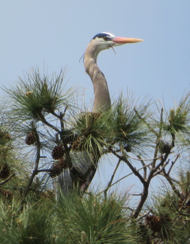 Great blue heron on nest