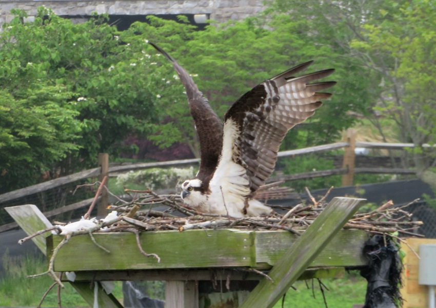 Front view of an osprey stretching its wings on a nesting platform