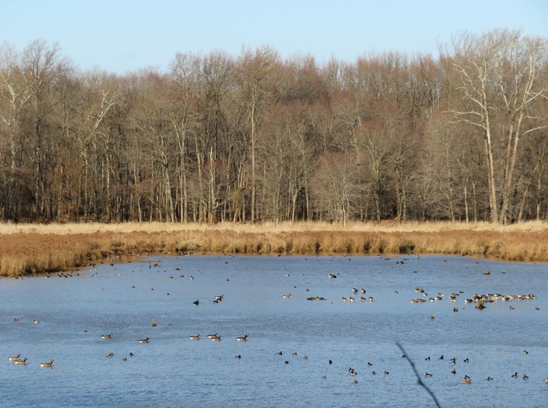 Waterfowl on Oxbow Lake