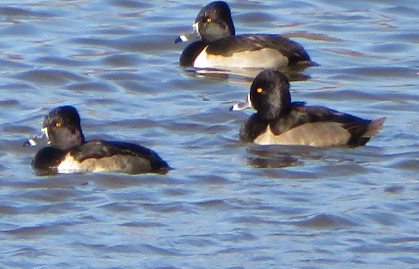 Three ring-necked ducks on Oxbow Lake