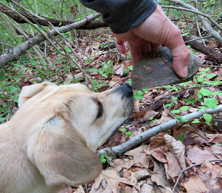 Daphne sniffing a box turtle that I am holding