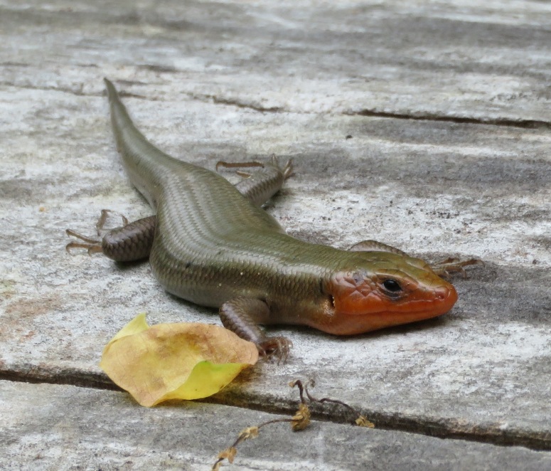 Male broadhead skink