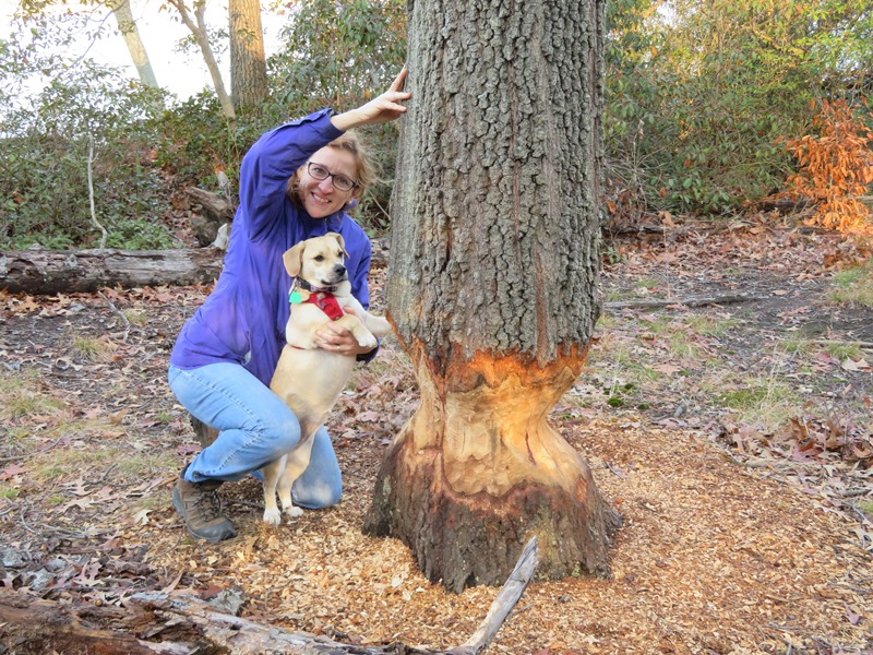 Norma and Daphne by beaver-chewed tree