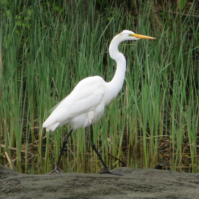 Great egret standing on shore