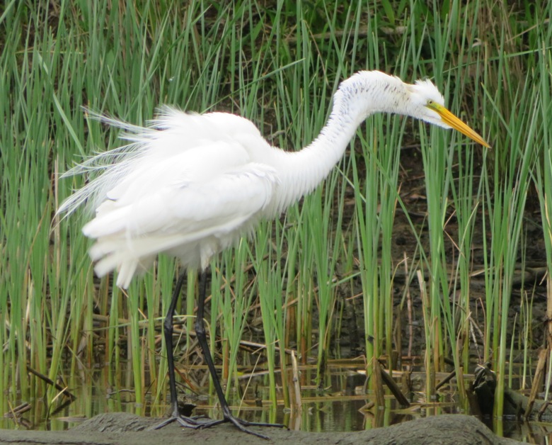 Great egret quivering