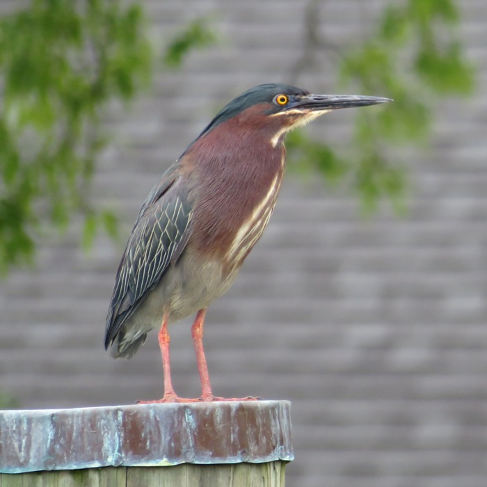 Green heron standing on pile