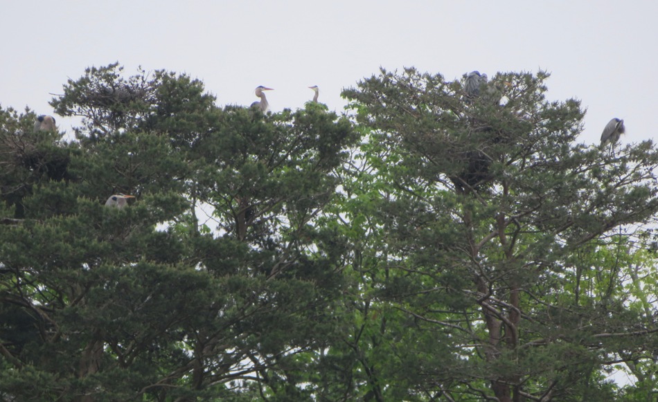 Seven great blue herons in this rookery pic