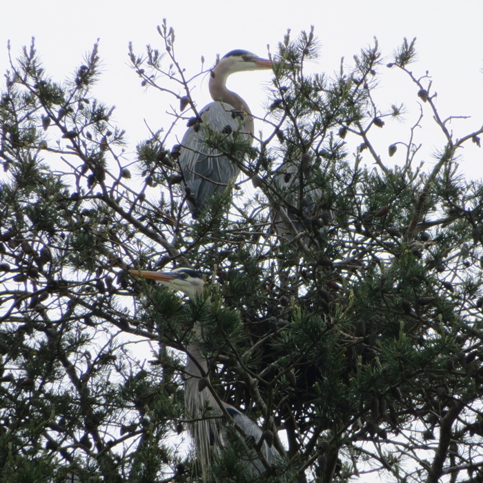 Three great blue herons in rookery