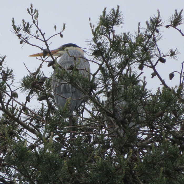 Two great blue herons with one looking over his shoulder at me