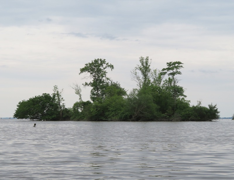 Small island with trees growing on it