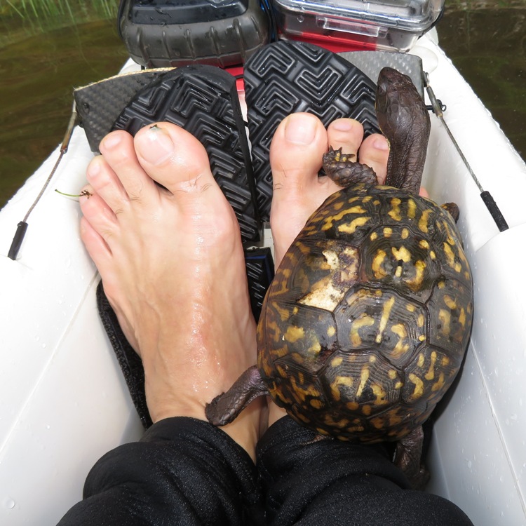 Box turtle on my feet in the surf ski