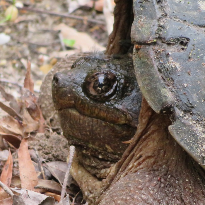 Close-up of the face of a snapping turtle