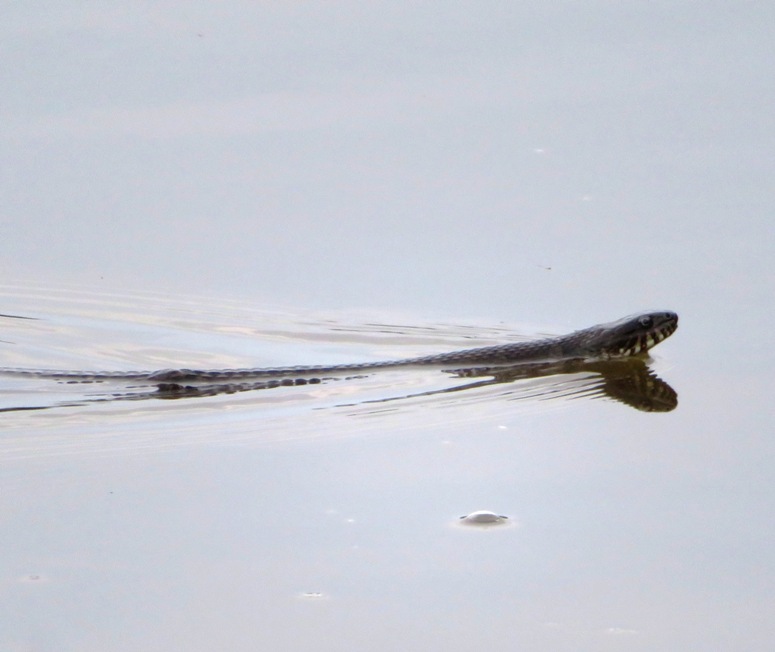 Side view of snake swimming