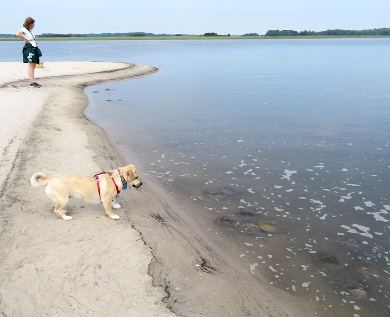 Daphne looking at horseshoe crabs with Norma in the background
