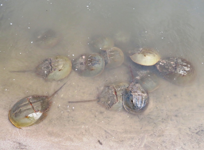 Overhead view of horseshoe crabs