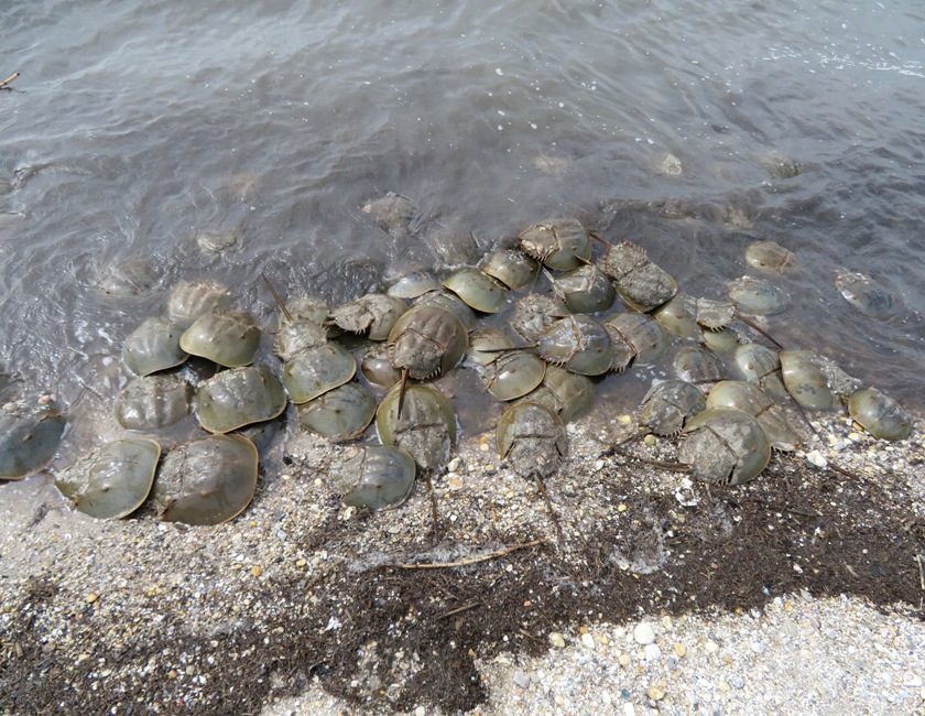 Many horseshoe crabs