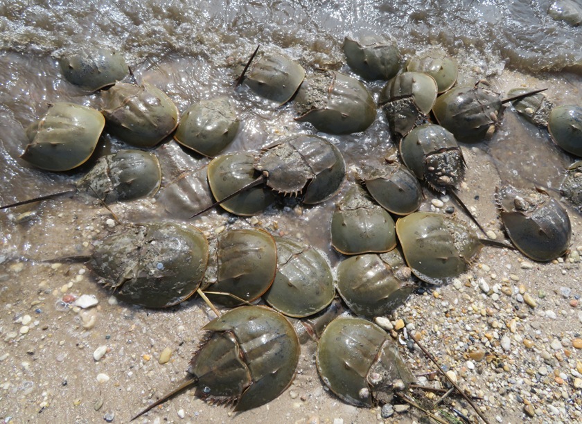 Horseshoe crabs...none with tags