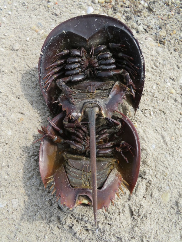Pair of horseshoe crabs flipped over