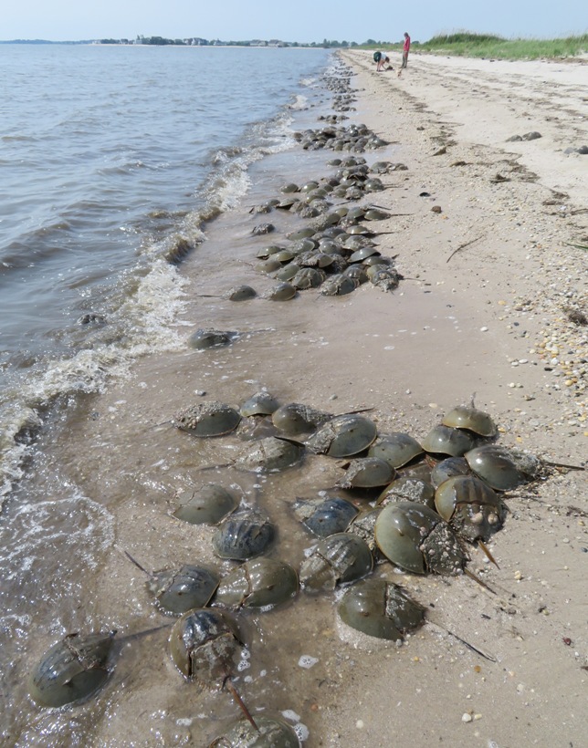 Horseshoe crabs on beach with Norma, Daphne, Carmen, and Bowers in the background