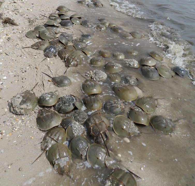 Dozens of horseshoe crabs