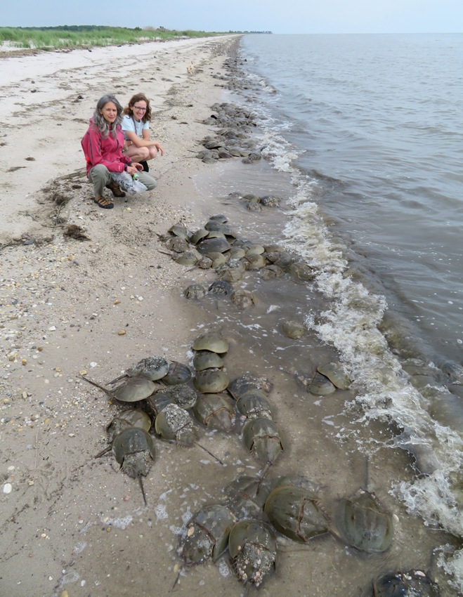 Horseshoe crabs with Norma and Carmen