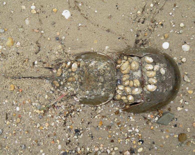 Horseshoe crabs with lots of shell-like things living on them