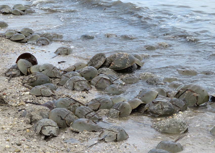 Low-angle view of horseshoe crabs on shore