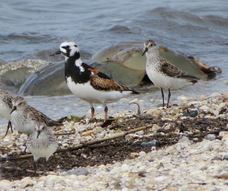 Ruddy turnstone with other birds