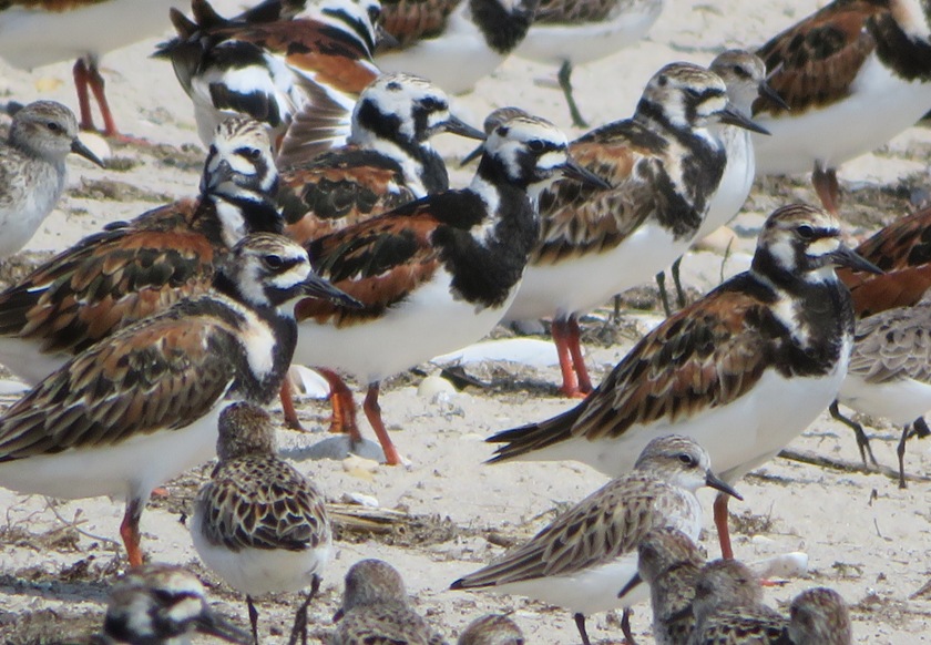 Birds waiting for horseshoe crabs to lay their eggs