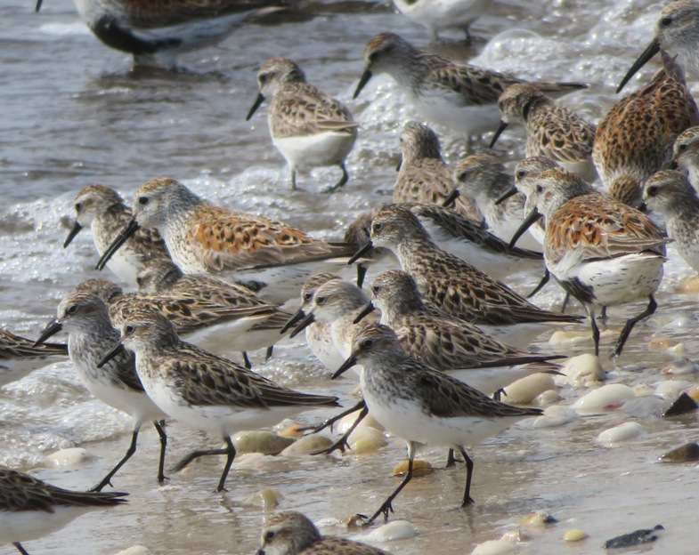 Many small birds that look similar