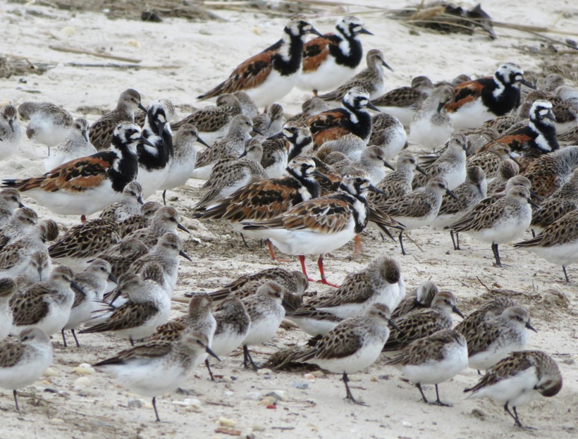 Dozens of birds waiting