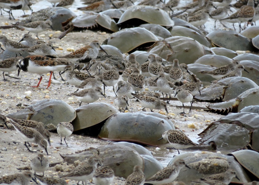 Horseshoe crabs and birds