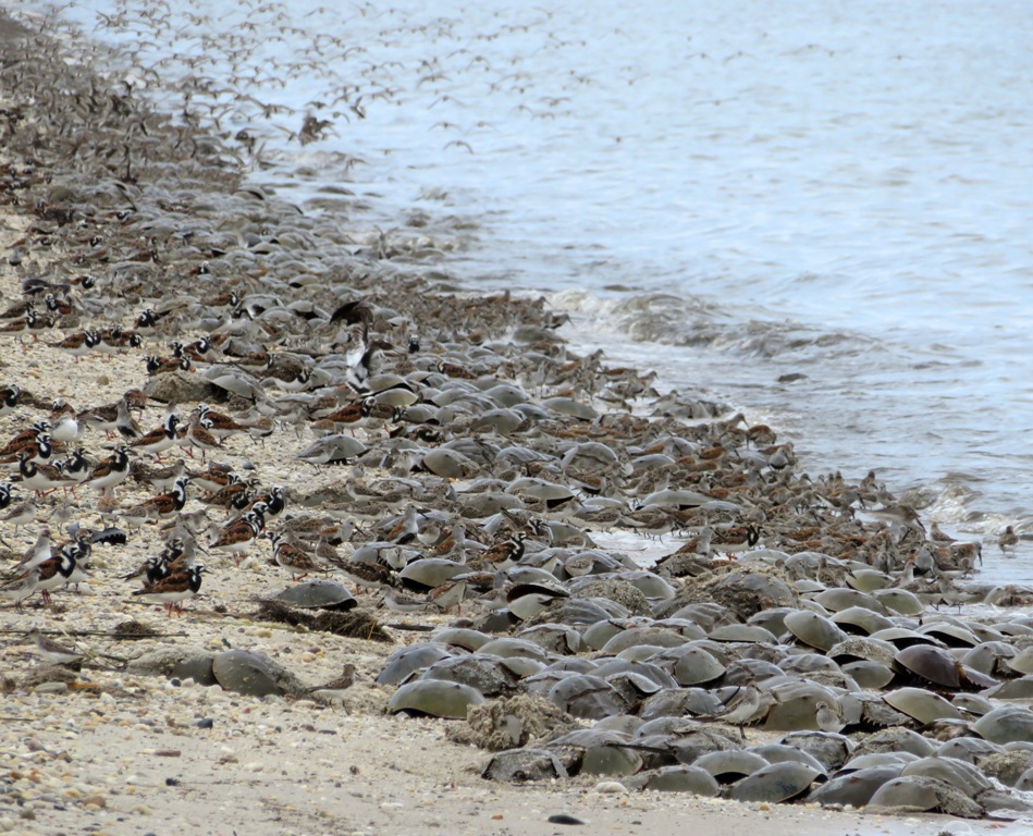 A multitude of birds and horseshoe crabs