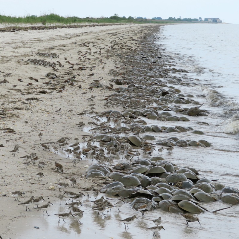 Birds and horseshoe crabs with Kitts Hummock behind