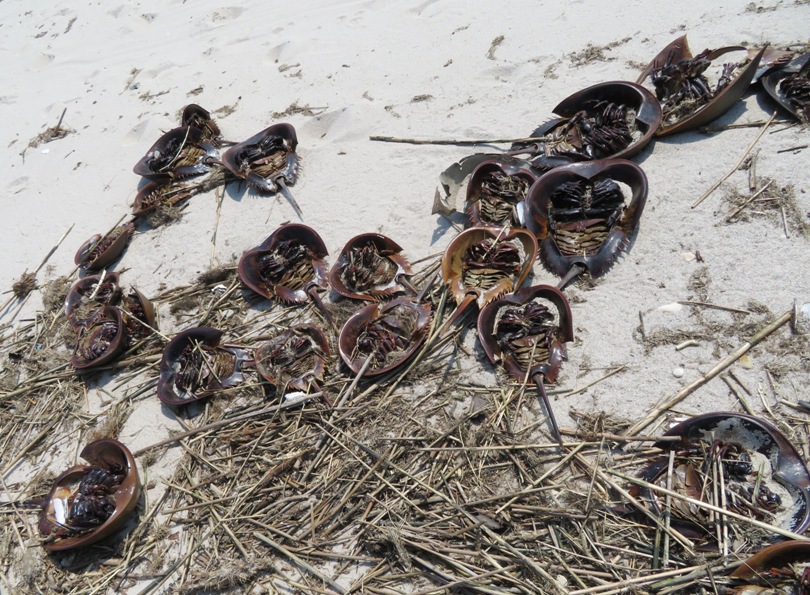 Several dead horseshoe crabs flipped upside down
