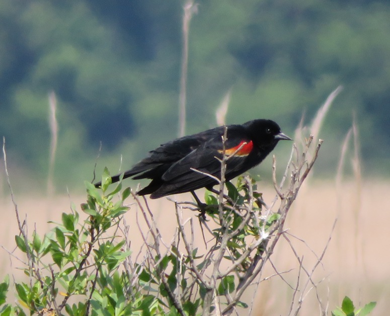 Red-winged blackbird perched