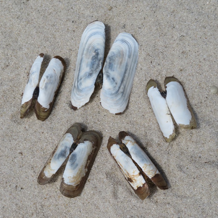 Five empty razor clam shells