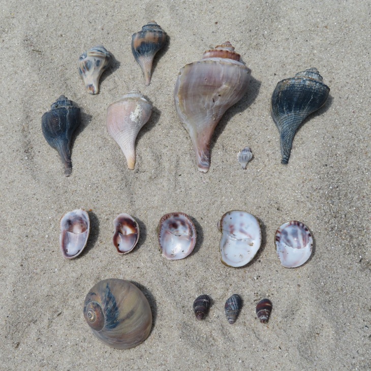 A variety of shells