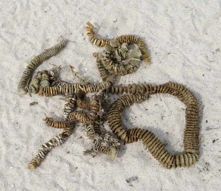 Egg cases from knobbed whelk
