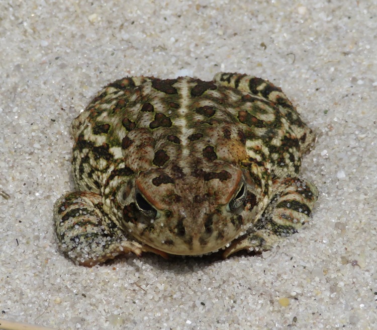 American toad on the sand