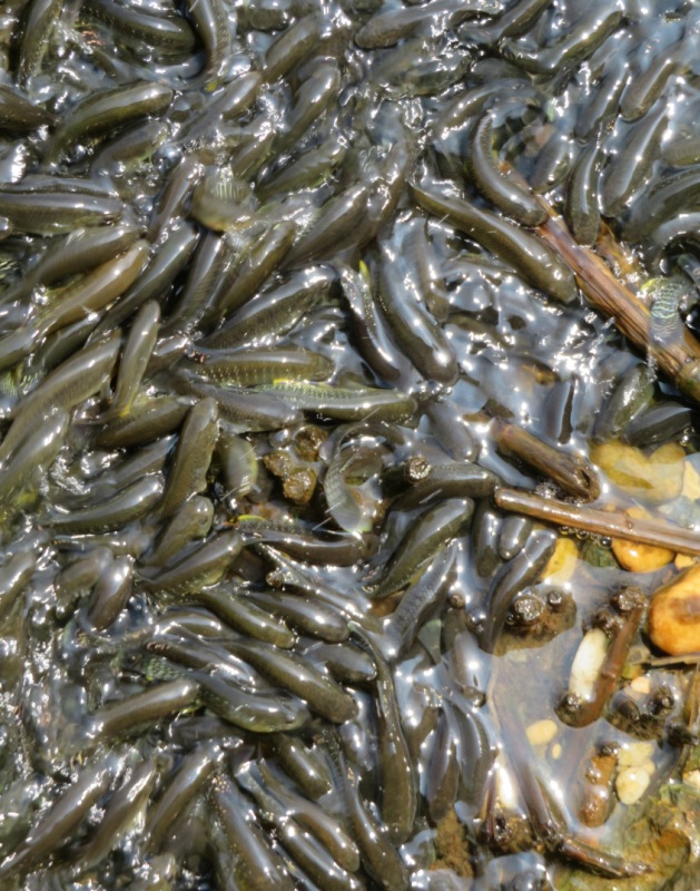 A plethora of fish