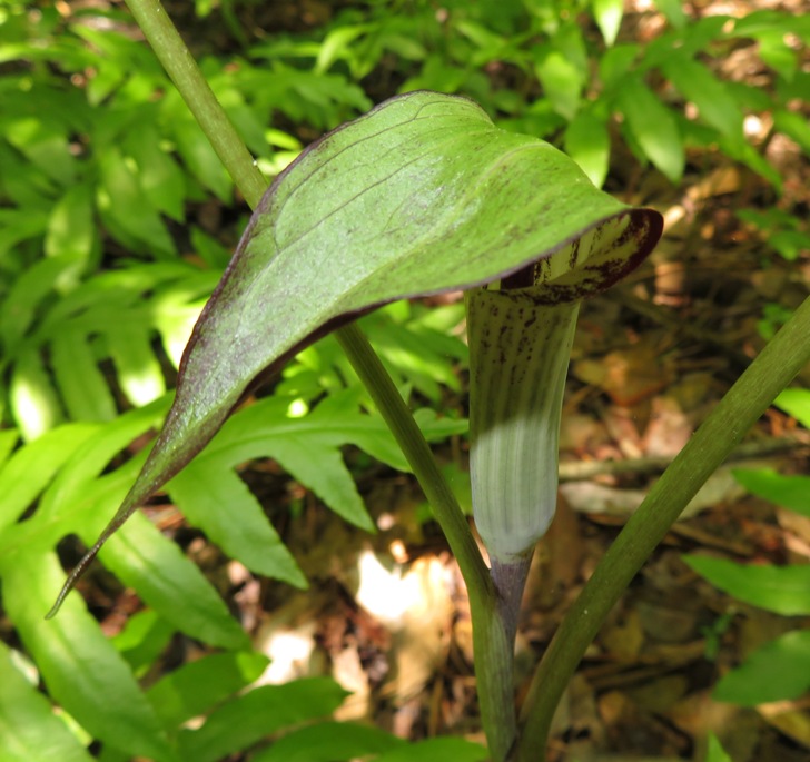 Jack-in-the-pulpit plant