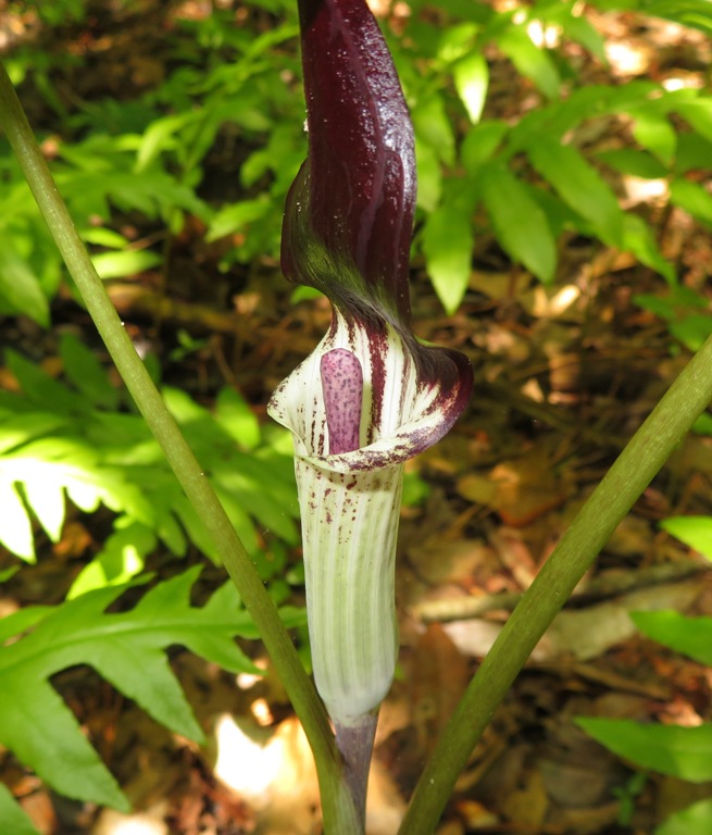 Stigma of Jack-in-the-pulpit