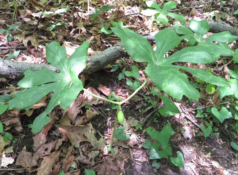 Mayapple plant with fruit