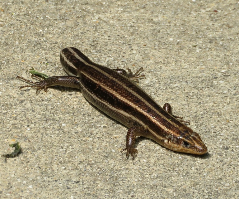 Five-lined skink missing its tail