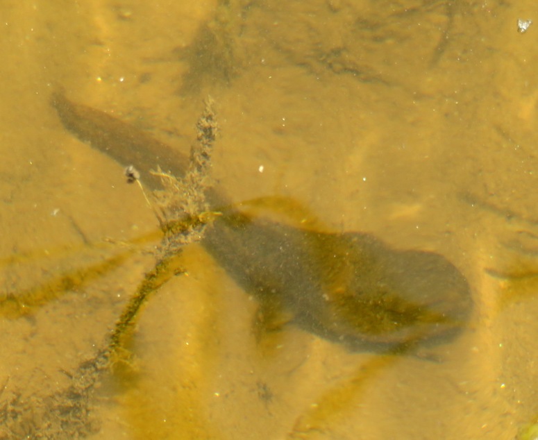 Polliwog