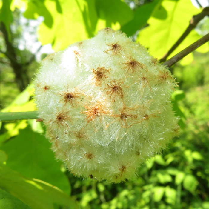 Puffy white growth on an oak