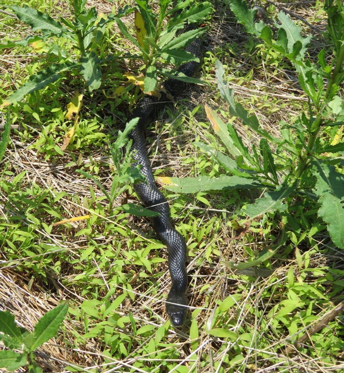 Black snake at edge of trail