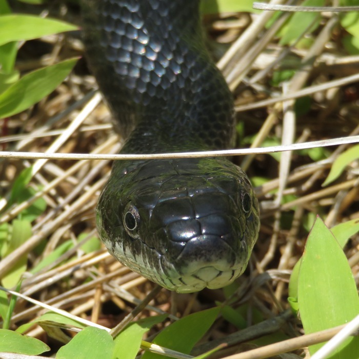 Close-up of face