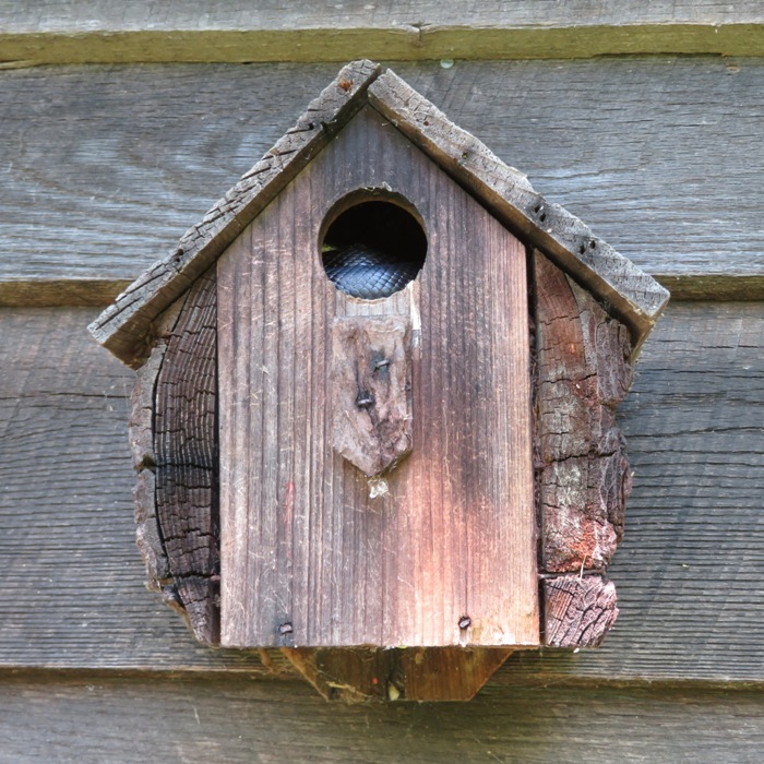 Bird house with something scaley inside